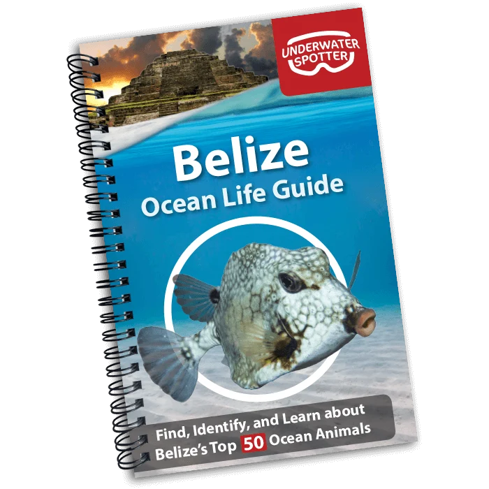 Underwater Spotter Belize Ocean Life Guide – Fish ID & Scavenger Hunt