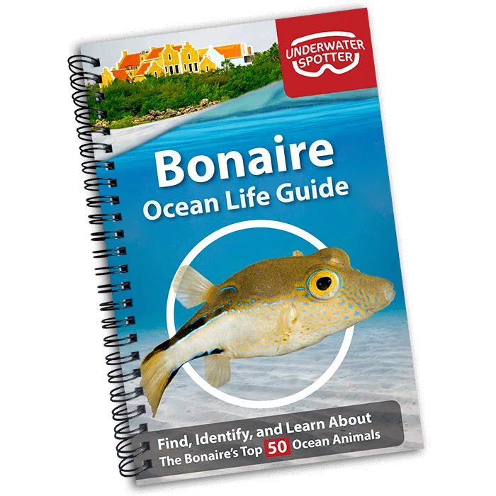 Underwater Spotter Bonaire Ocean Life Guide – Fish ID & Scavenger Hunt