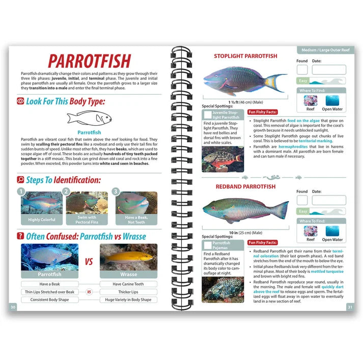Underwater Spotter Caribbean Ocean Life Guide – Fish ID & Scavenger Hunt