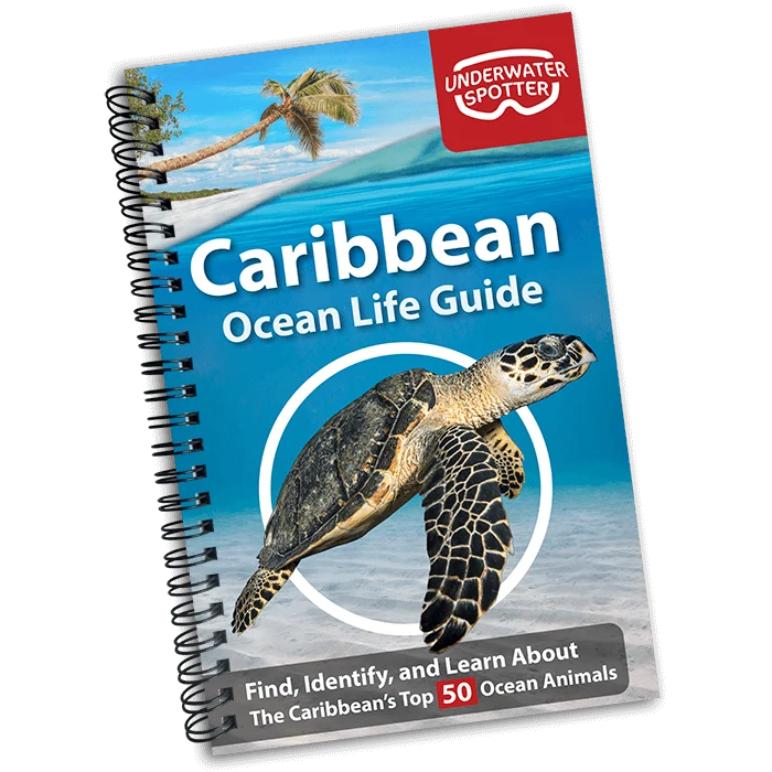 Underwater Spotter Caribbean Ocean Life Guide – Fish ID & Scavenger Hunt