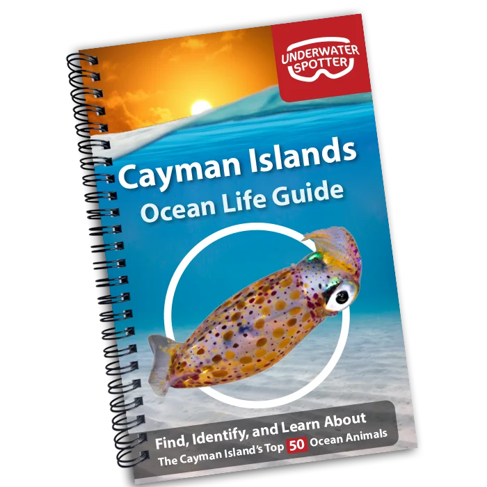 Underwater Spotter Cayman Islands Ocean Life Guide – Fish ID & Scavenger Hunt