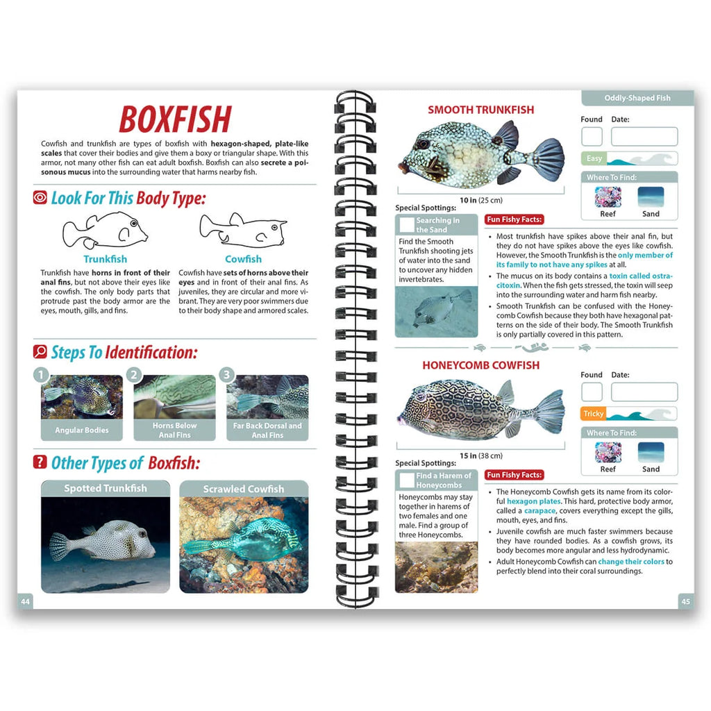 Underwater Spotter Cozumel Ocean Life Guide – Fish ID & Scavenger Hunt