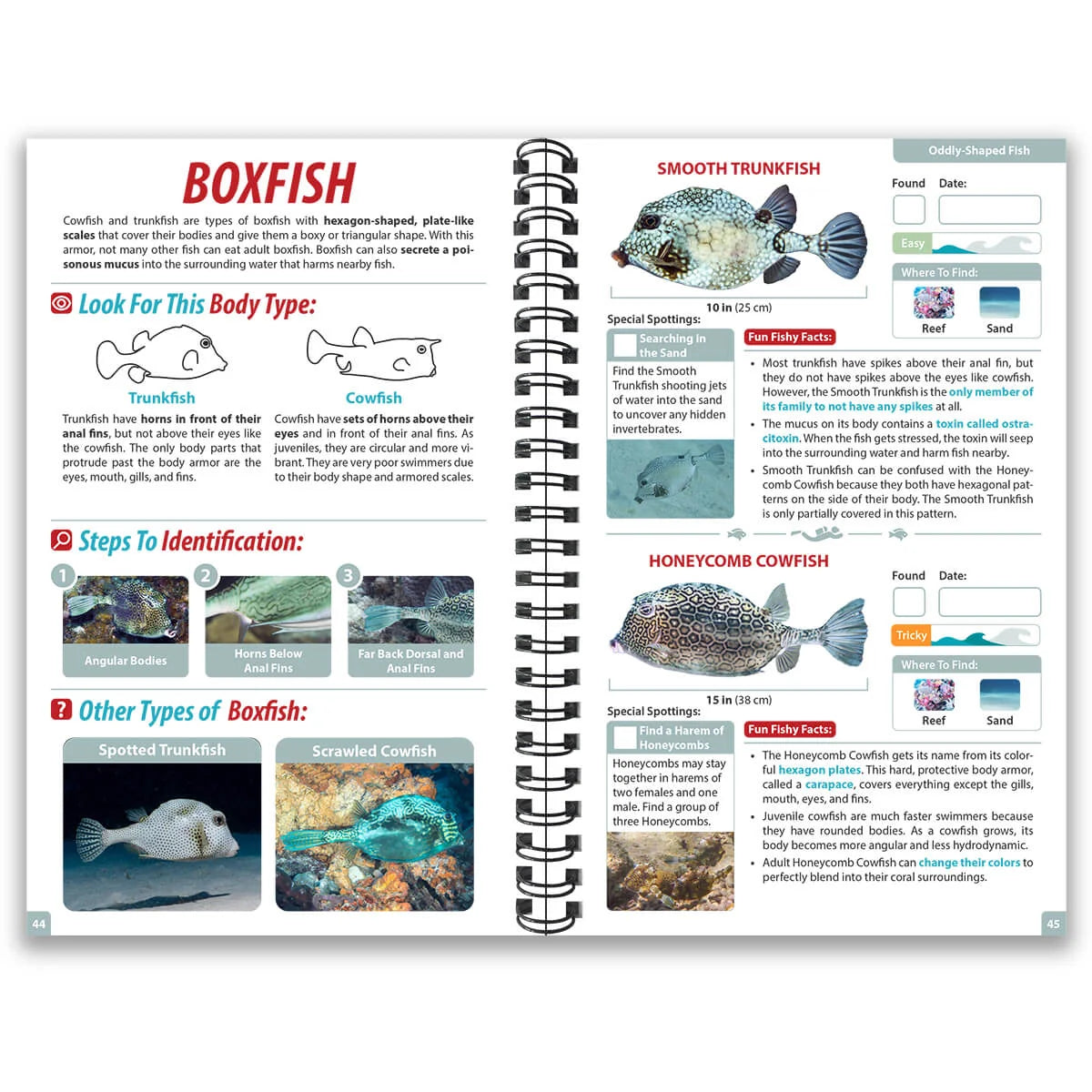 Underwater Spotter Cozumel Ocean Life Guide – Fish ID & Scavenger Hunt