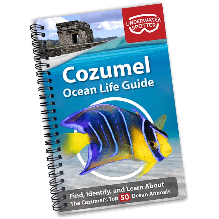 Underwater Spotter Cozumel Ocean Life Guide – Fish ID & Scavenger Hunt