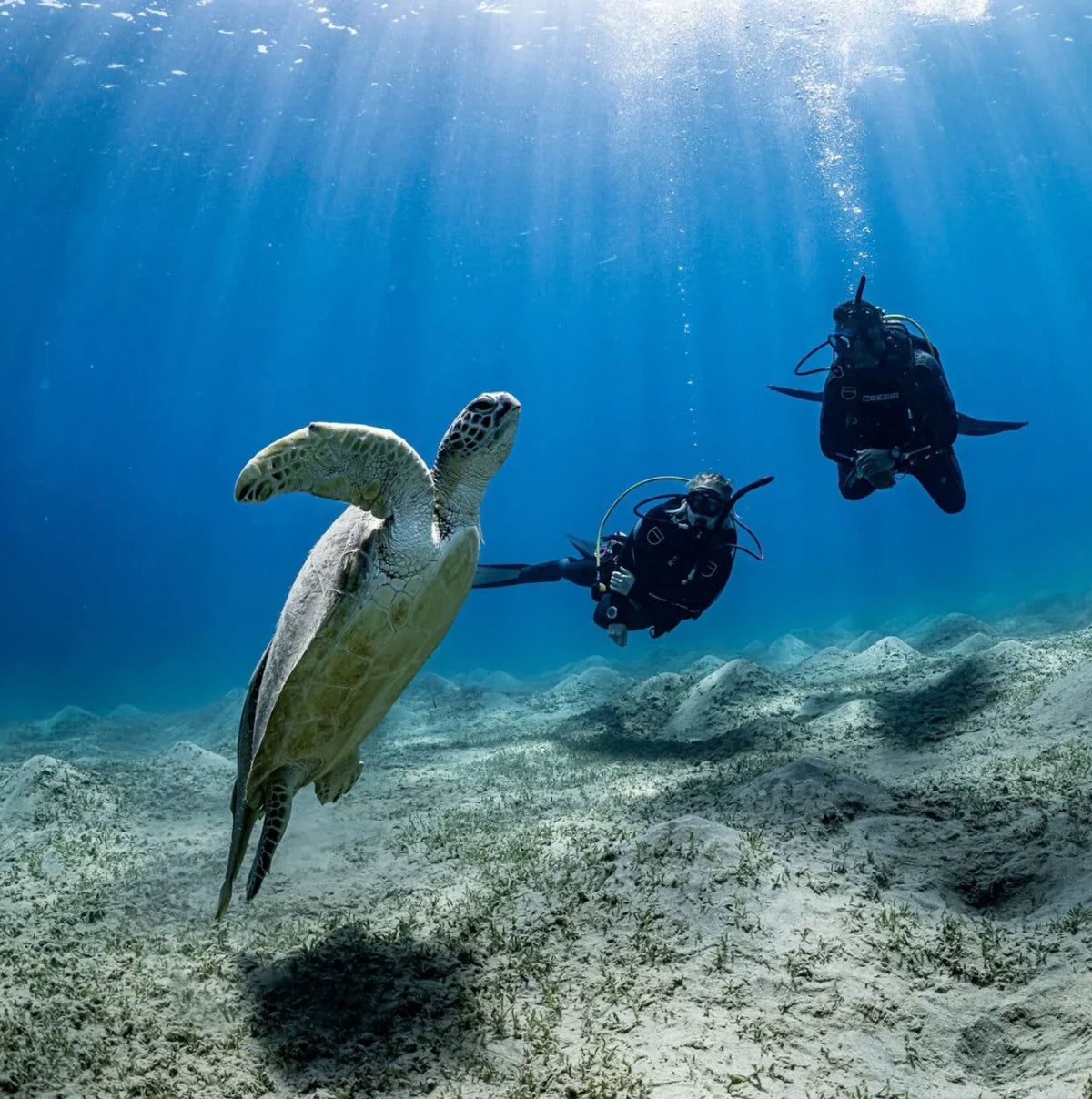 Learn To Dive Course